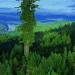 Гіперіон - дерево, що затьмарює багатоповерхівки